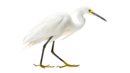 Graceful Snowy Egret on transparent background