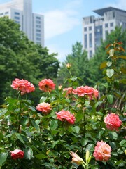 日比谷公園内から見た東京の都市景観