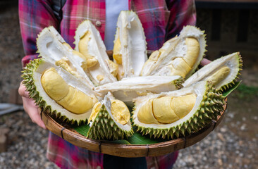 Cropped shot view of market vendor serving an opened durians for customer.