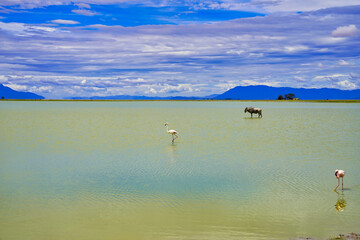 A wildebeest and a flamingo at the alkaline lake Amboseli at Amboseli national park, Kenya