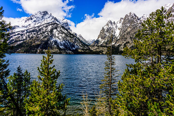 Fototapeta premium The Grand Tetons Through the Trees