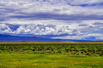 A herd of female Thomson gazelles look up from grazing in the savanna grasslands of Amboseli National park, Kenya