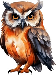 Fototapeta premium 올빼미