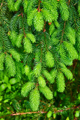 Vibrant Green Fir Branches with Dewy Texture Close-Up