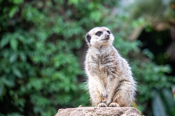 the meerkat looks away in close-up
