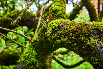 Fototapeta premium Lush Forest Moss on Gnarled Tree Branches Close-Up