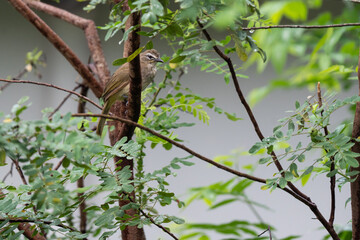 White-browed bulbul is waiting in tree on the look out for food