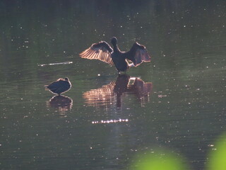 ducks in flight