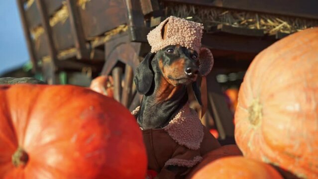 Dachshund in funny hat lies on pile of ripe pumpkins savoring warm autumn wind. Dog rests patiently waiting for owner to end work in field