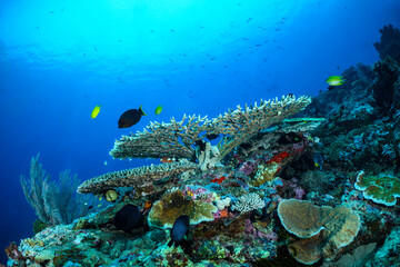 coral reef with fish