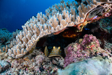 coral reef with blue spot ray