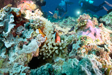 coral reef and fishes