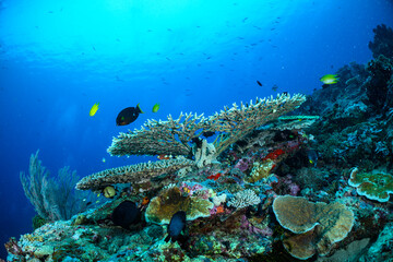 coral reef with fish