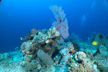 coral reef with fish