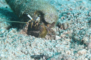 hermit crab on the beach
