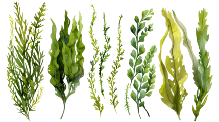 Set of seaweeds on transparent background
