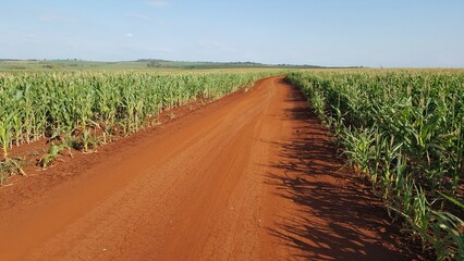 Estrada de terra vermelha em contraste com verde da plantação de milho.