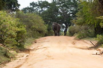 Fototapeta premium Asian Elephants Yala National Park