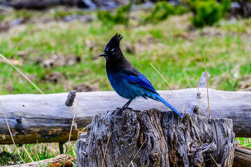 Steller's Jay Perched on a Stump