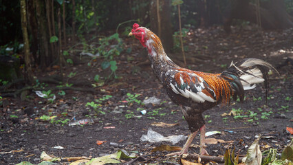 A rooster, red comb. Focus selected, background blur
