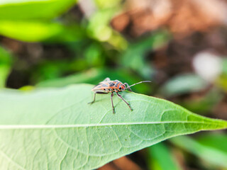 Lygaeinae is a subfamily of soil insects in the insect family Lygaeidae.