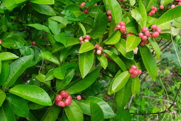Closeup of Glycosmis pentaphylla or gin berry orange berry plant with bright pink fruits found in Batangas, Philippines.