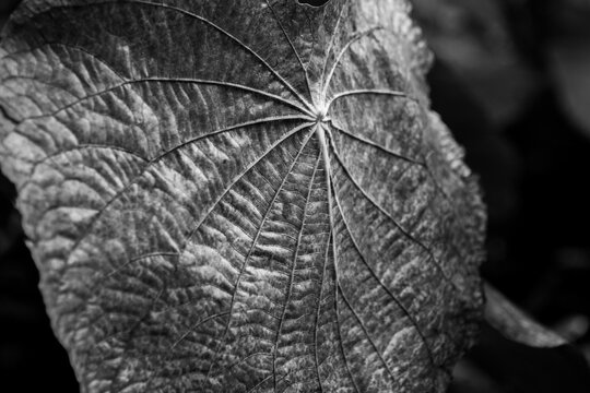 Decaying leaf of Yagrumo Hembra/Trumpet Tree (Cecropia peltata)  in El Yunque National Forest, Puerto Rico