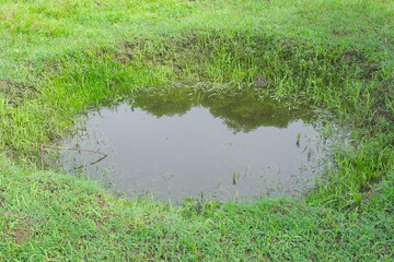 A carabao or water buffalo puddle in grass field.