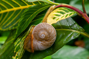 Tree snail emerging from shell in El Yunque National Rainforest in Puerto Rico - caracolus caracolla © Tom Nast