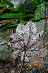 Decaying leaf of Yagrumo Hembra/Trumpet Tree (Cecropia peltata)  in El Yunque National Forest, Puerto Rico