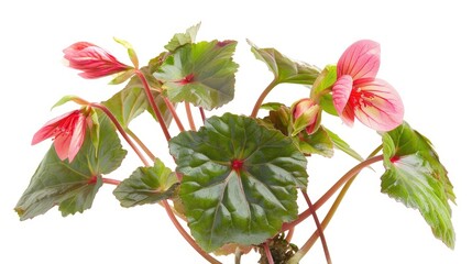 Begonia Lucerna plant isolated on a white background