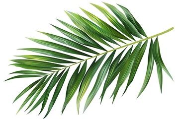 Fototapeta premium palm leaf isolated on white