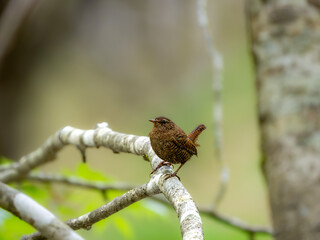 森の中で枯れ木に留まっているミソサザイ