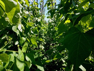 Green leaves of beans grow in the garden. Cultivation of leguminous crops of beans. Green plants and green leaves. Beans grow in the garden.