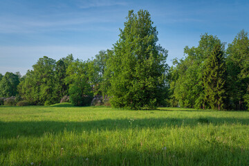 Green spaces in the landscape part of the Pavlovsk Palace and Park Complex on a sunny summer day, Pavlovsk, Saint Petersburg, Russia