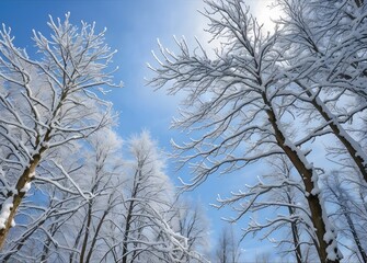 Obraz premium Bottom up view of Winter tree branches with no leaves covered by snow and a cloudy blue sky in the background 
