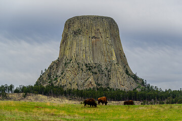 Bison Grazing in front of Devils Tower