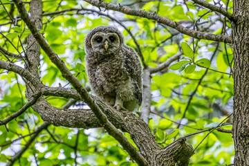 Young Barred Owl Perched in a Tree