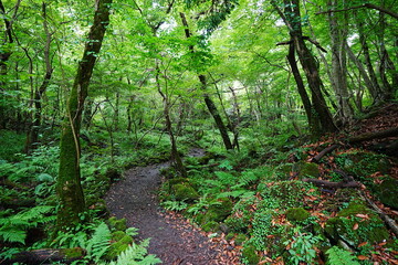 Obraz premium charming summer path through mossy rocks and ferns