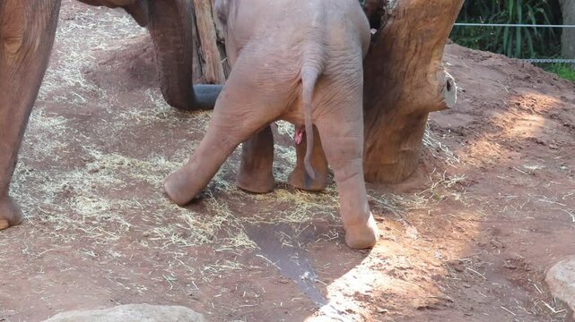 Baby Elephant at Melbourne Zoo