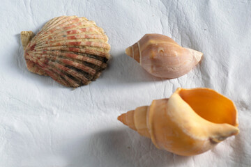 Animal shell on a white background