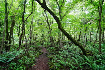 lively summer path through thick ferns