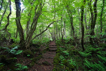 Obraz premium charming summer path through mossy rocks and ferns