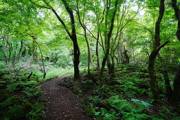 fine summer forest and path in the gleaming sunlight