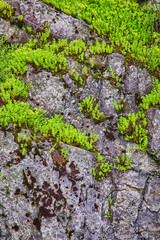 Vibrant Ferns on Weathered Stone Wall Close-Up