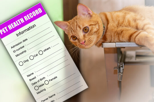 Orange cat  with pets medical record or health record card.