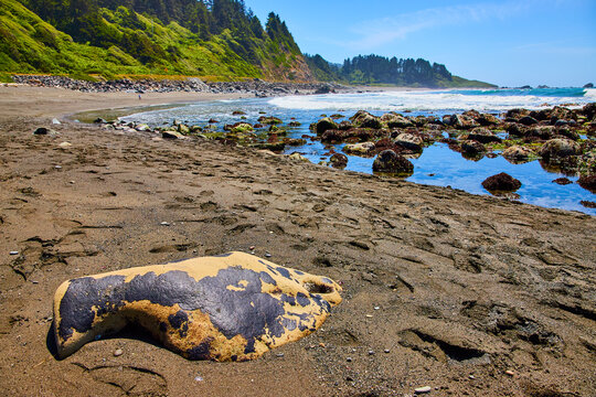 Serene Coastal Scene with Boulder and Tide Pools at DeMartin Beach