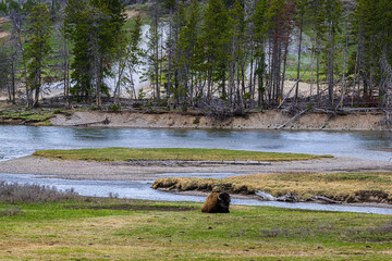 Bison resting by the river