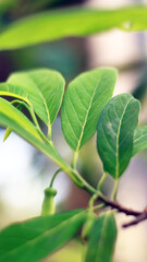 Sugar apples leaves grow on trees.