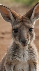Fototapeta premium a close up of a kangaroo with a very big ear